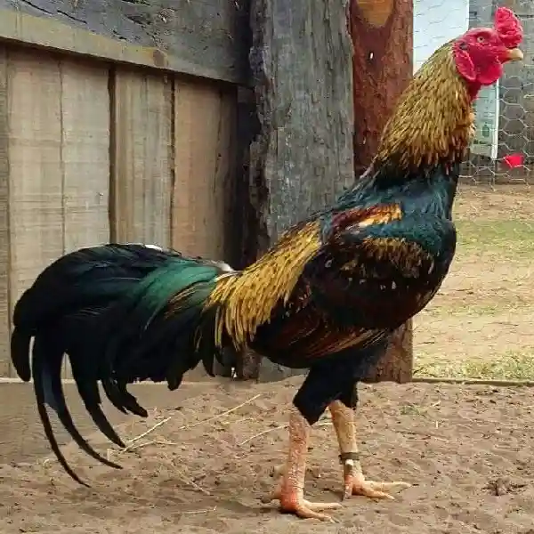 Cara Membuat Ayam Aduan Cepat Gemuk tapi Tetap Bertenaga