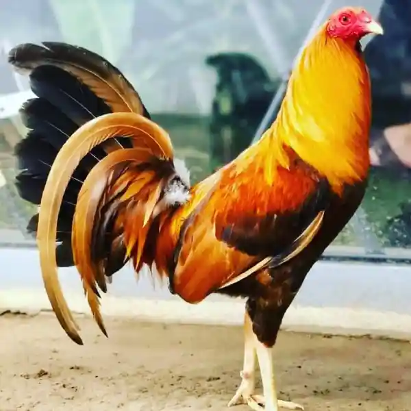 5 Cara Menguatkan Daya Tahan Tubuh Ayam Magon