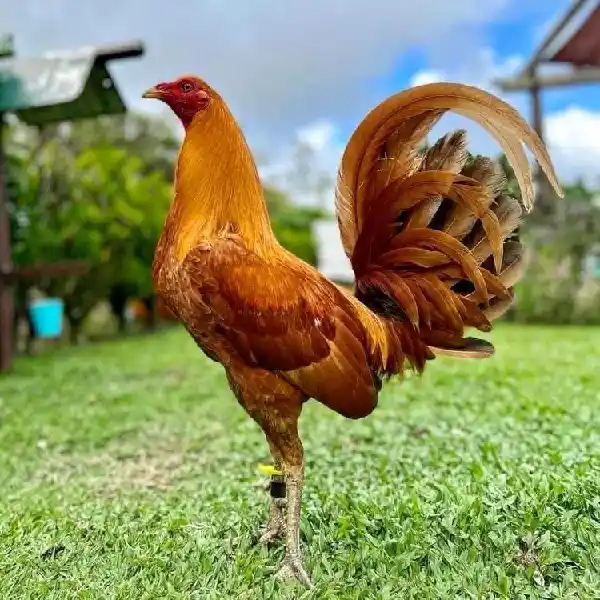 Tips Jitu Melatih Ayam Bangkok Supaya Punya Stamina Kuat Ala Digmaan